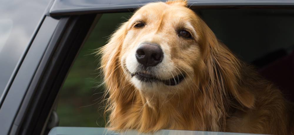 Hunde-Einreise nach Kroatien im Auto