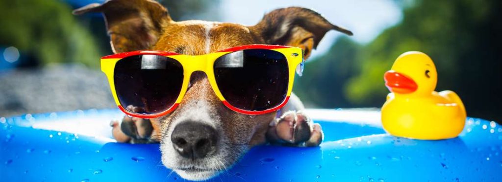 Hund im Pool mit Sonnenbrille