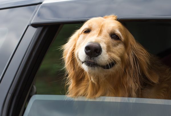 Hund fährt nach Kroatien im Auto